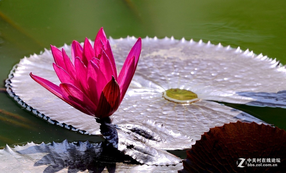 #版主坐堂# 尼康镜头星空(中国)2019年4月部分优秀作品欣赏