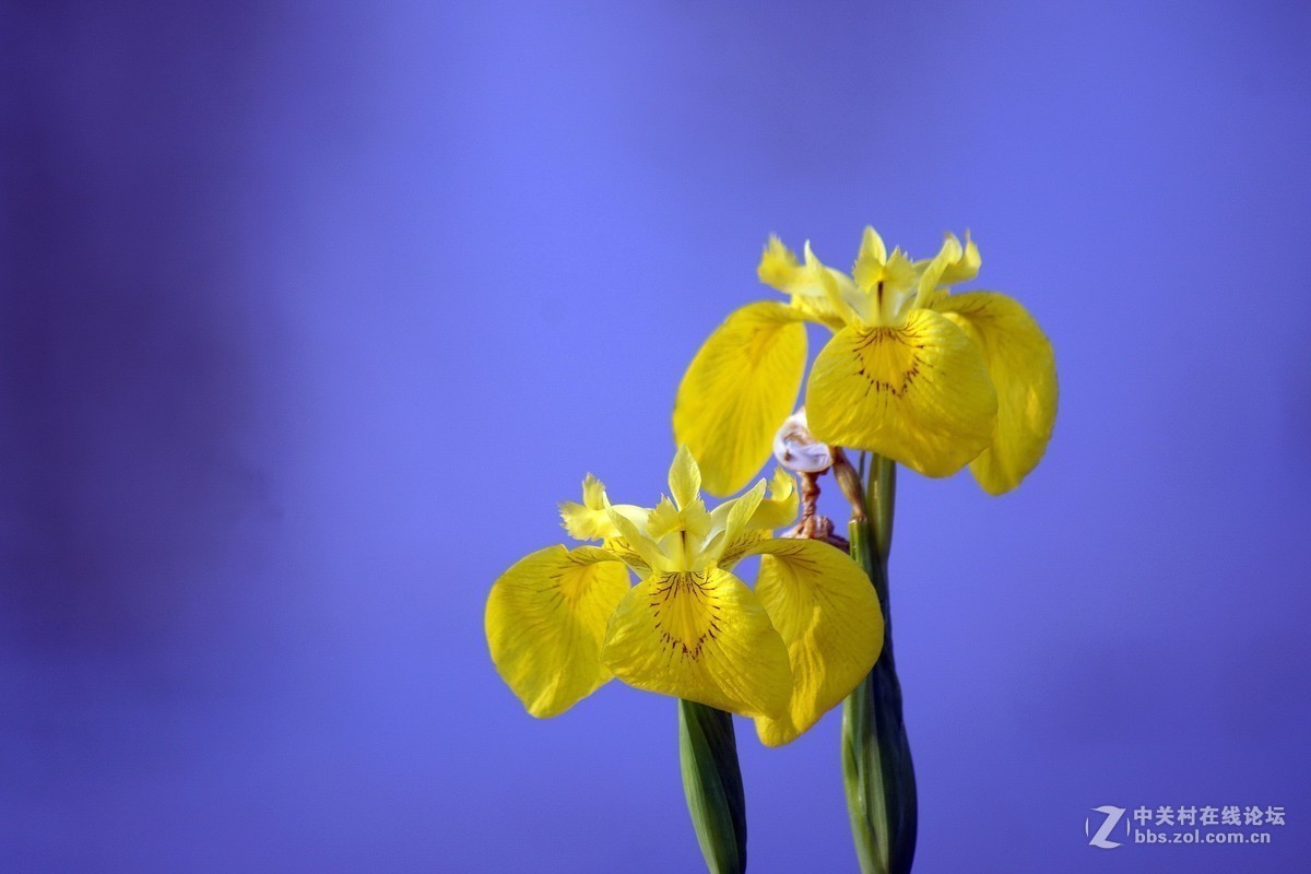 #版主坐堂# 尼康镜头星空(中国)2019年4月部分优秀作品欣赏