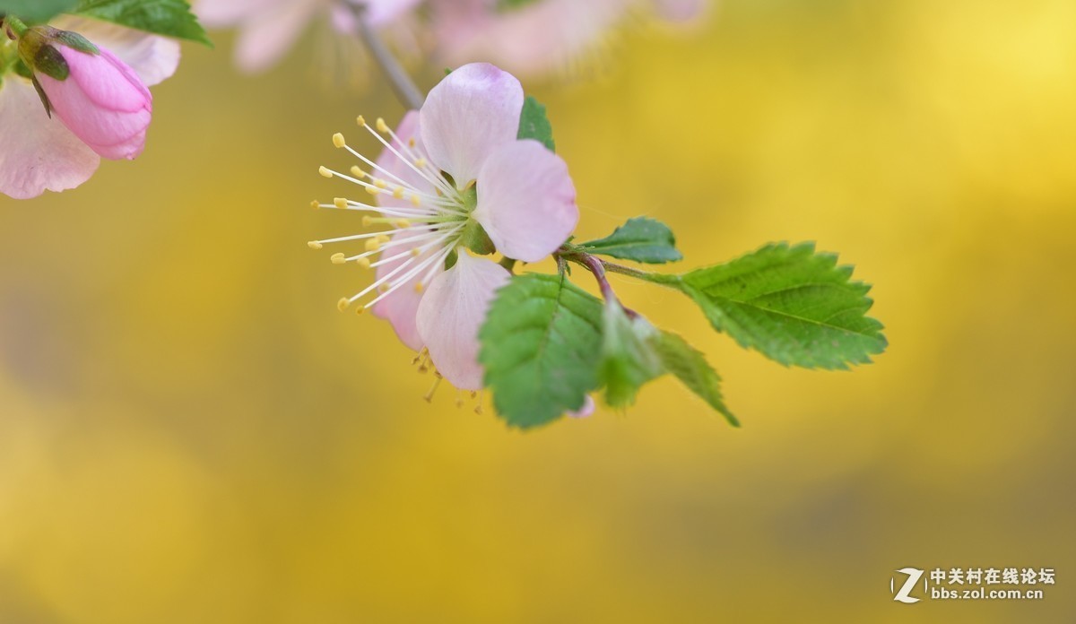#版主坐堂# 尼康镜头星空(中国)2019年4月部分优秀作品欣赏