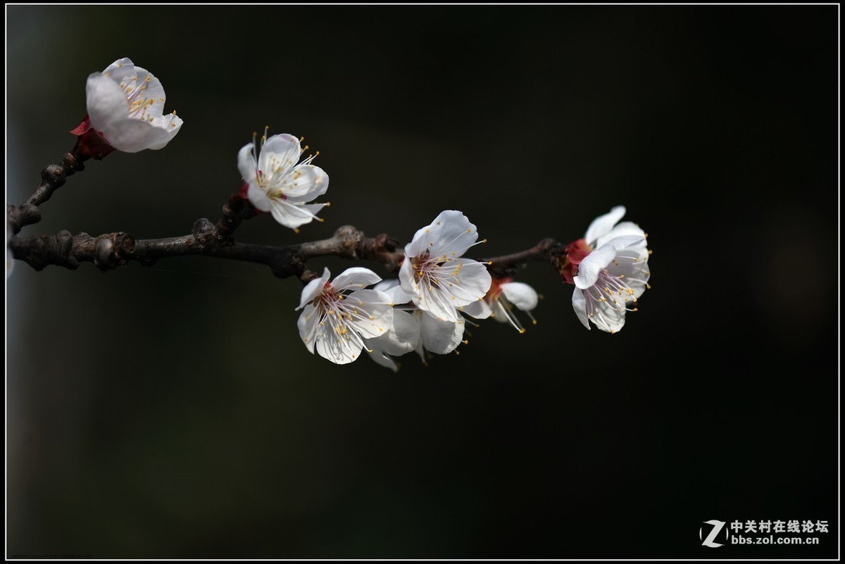 #版主坐堂# 尼康镜头星空(中国)2019年4月部分优秀作品欣赏