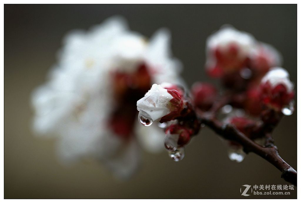 雨中杏花