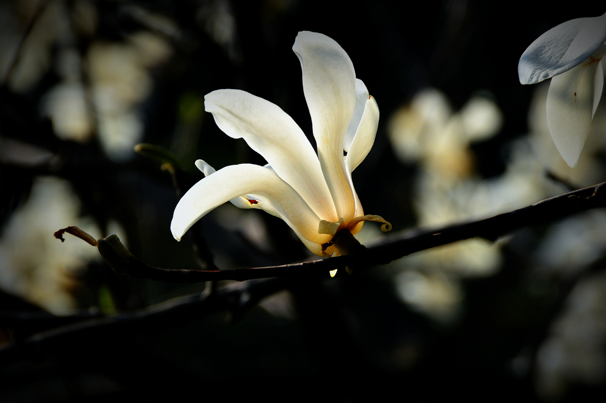 冰清玉洁白玉兰