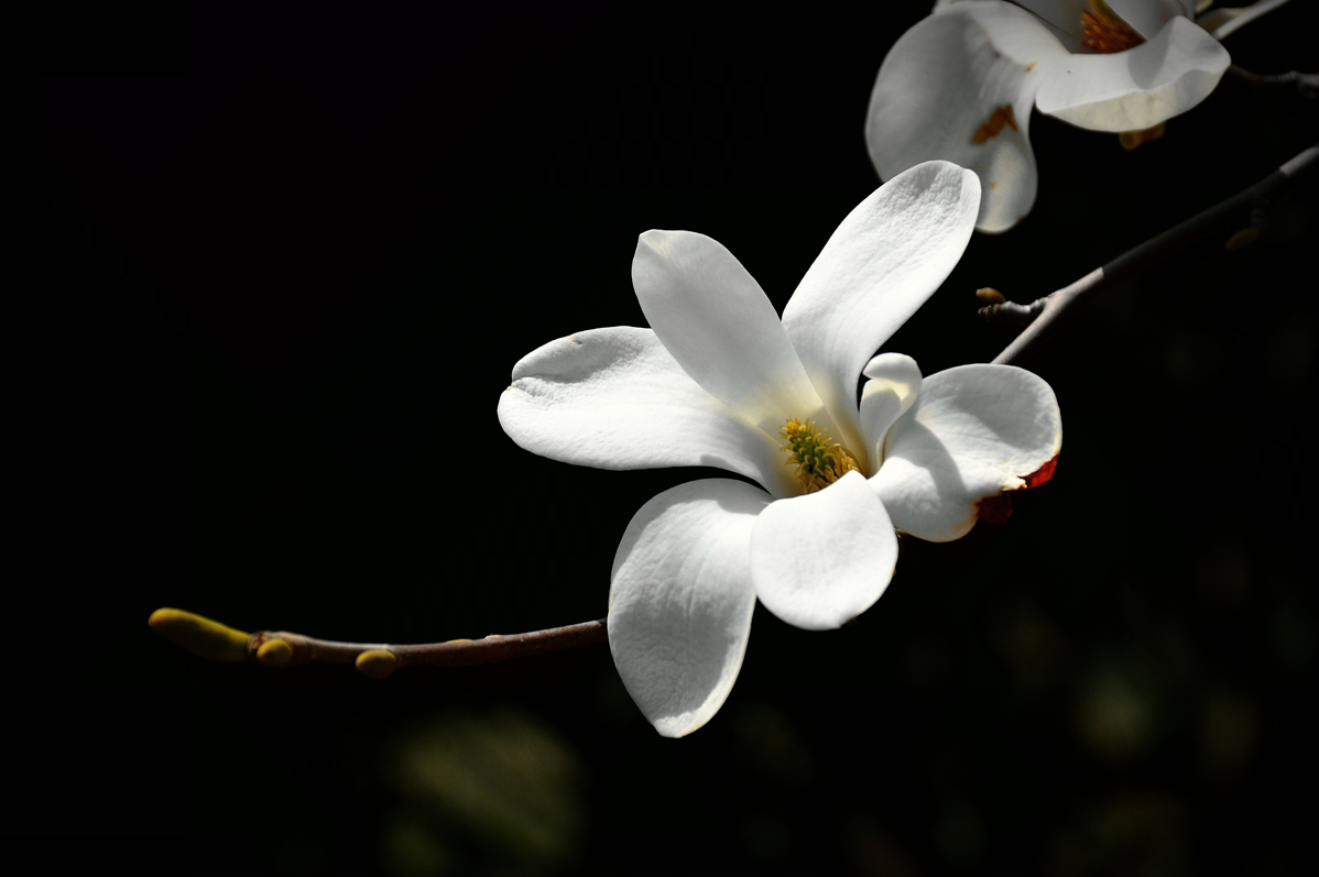 冰清玉洁白玉兰