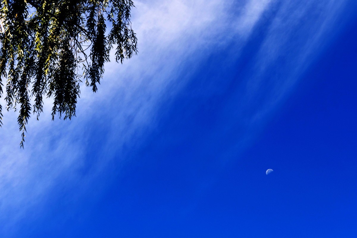 月色江声野旷天低树江清月近人一