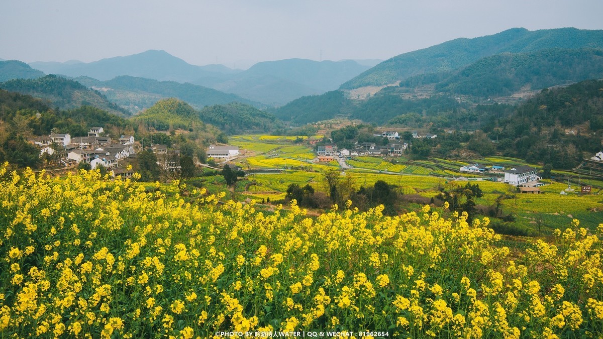 奉化大堰镇油菜花图片