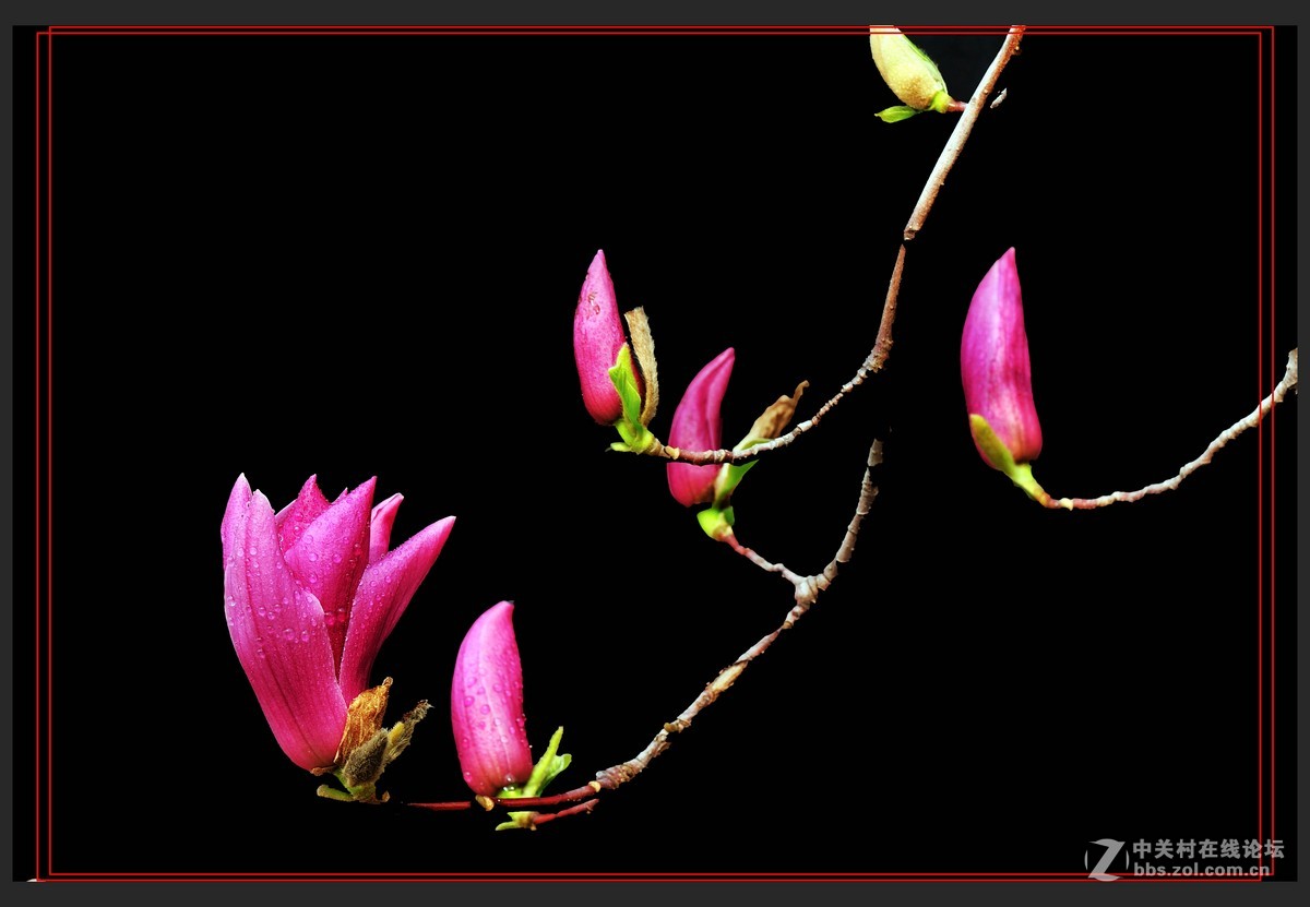 #尼康花卉作品赏析#【玉兰花】 （老阿推荐）