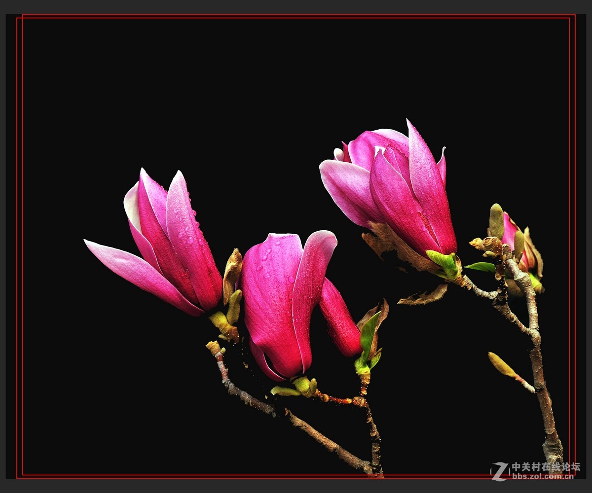 #尼康花卉作品赏析#【玉兰花】 （老阿推荐）