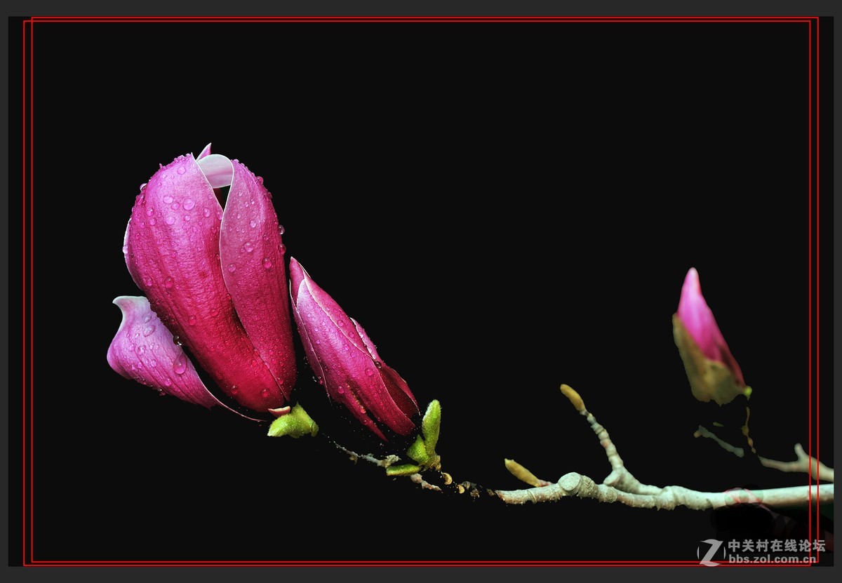 #尼康花卉作品赏析#【玉兰花】 （老阿推荐）