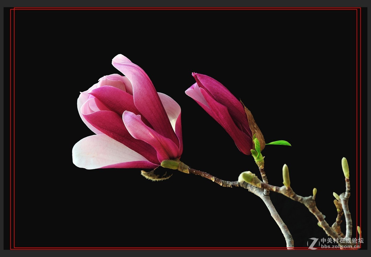 #尼康花卉作品赏析#【玉兰花】 （老阿推荐）