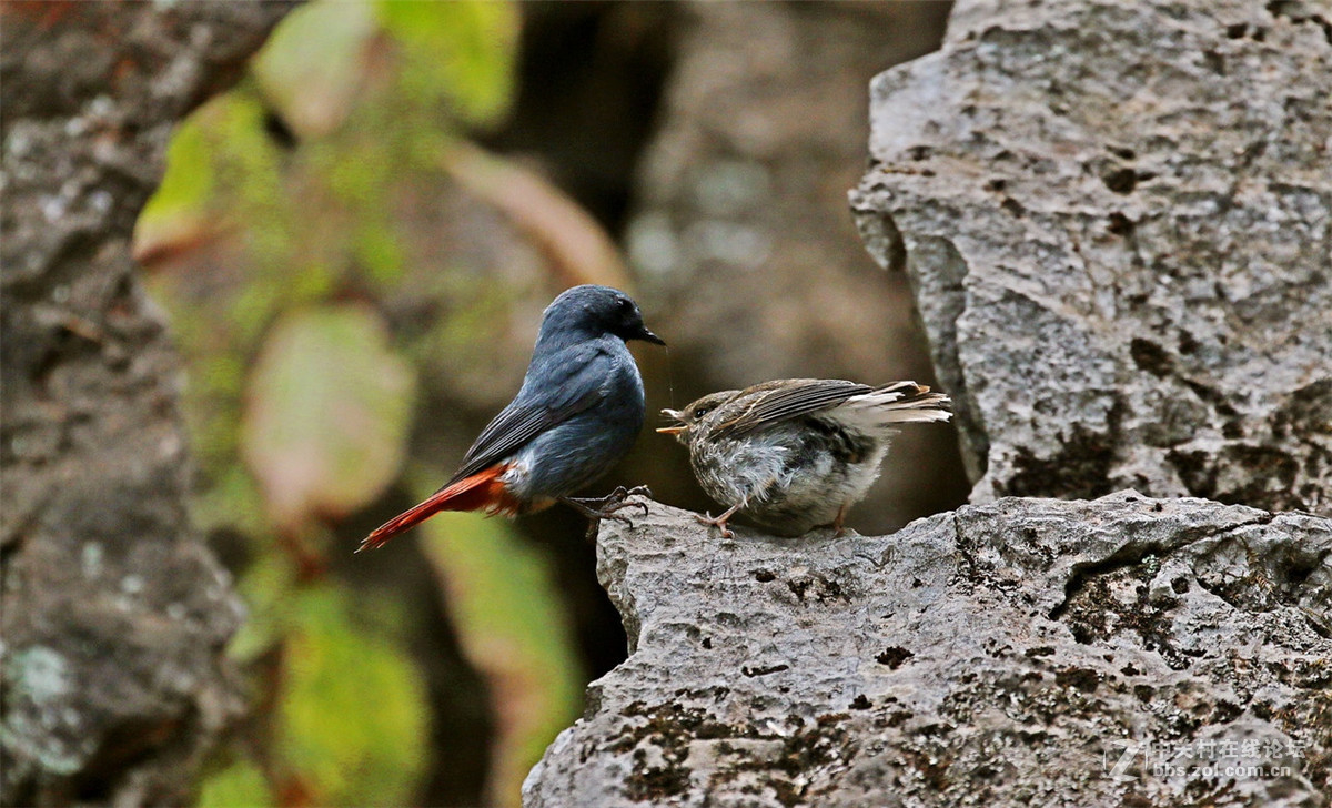 红尾水鸲雄鸟哺雏！