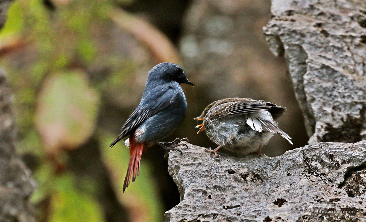红尾水鸲雄鸟哺雏！