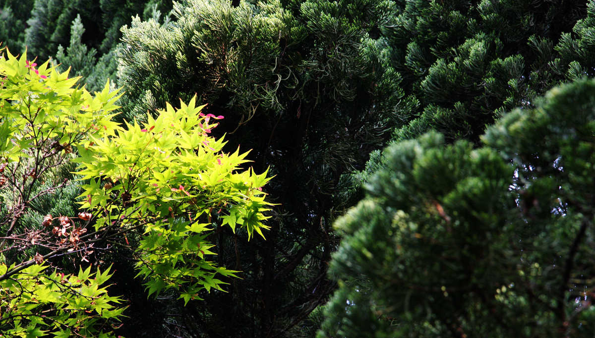 早晨的那点儿绿9