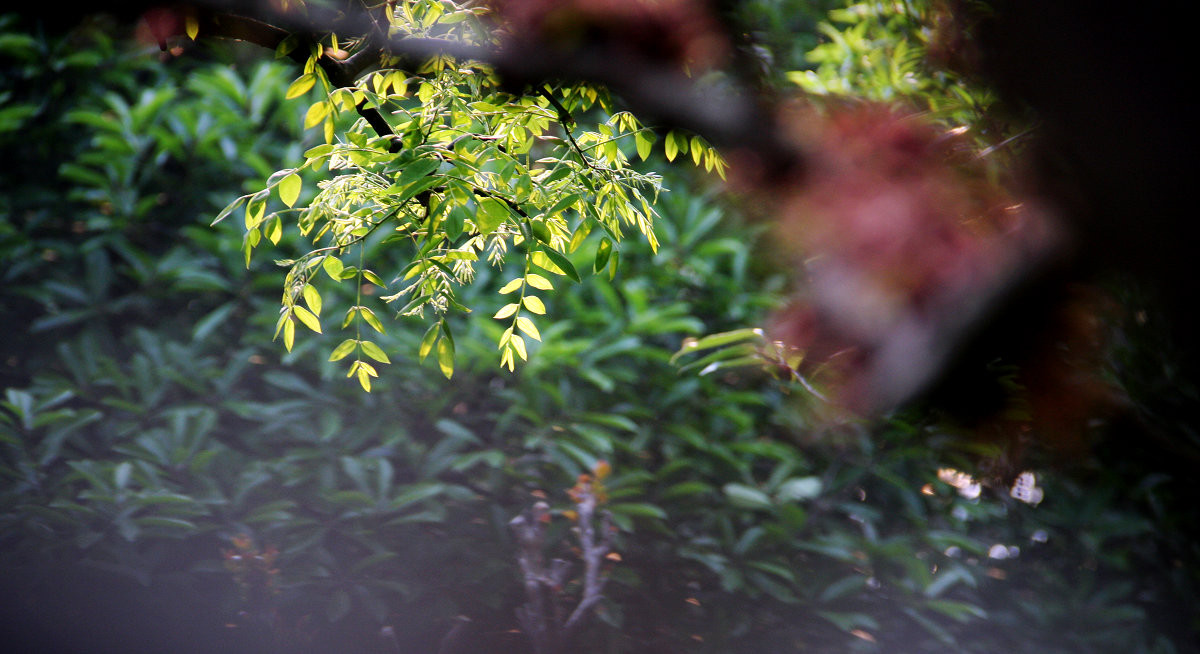 早晨的那点儿绿9