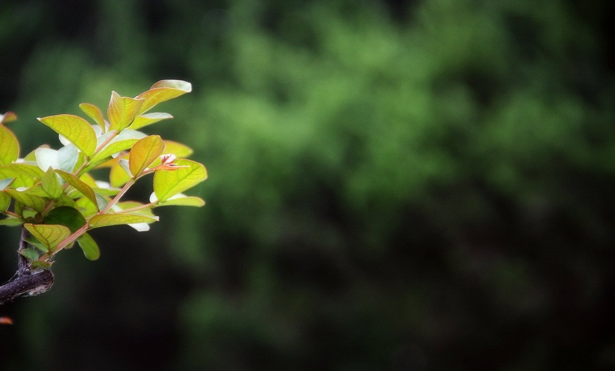 早晨的那点儿绿9