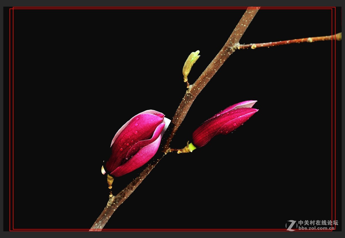 #尼康花卉作品赏析#【玉兰花】 （老阿推荐）