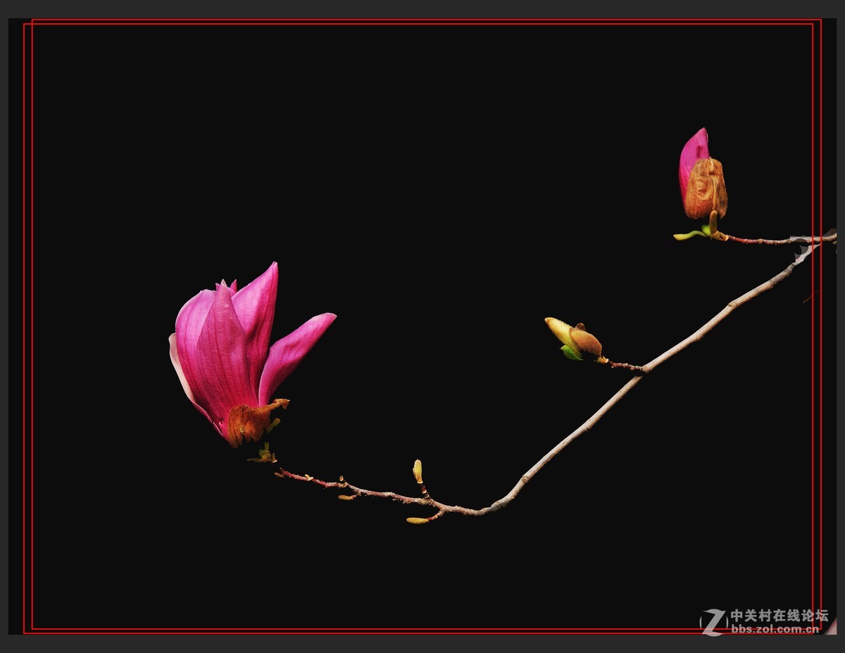 #尼康花卉作品赏析#【玉兰花】 （老阿推荐）