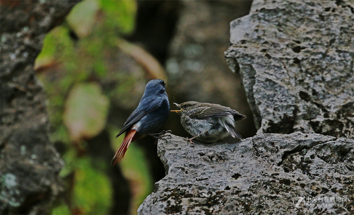 红尾水鸲雄鸟哺雏！