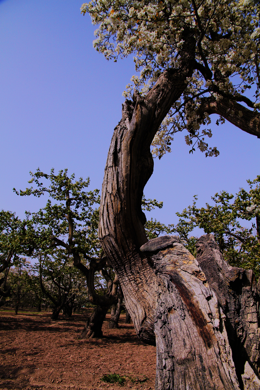 什川梨园------百年老树 4