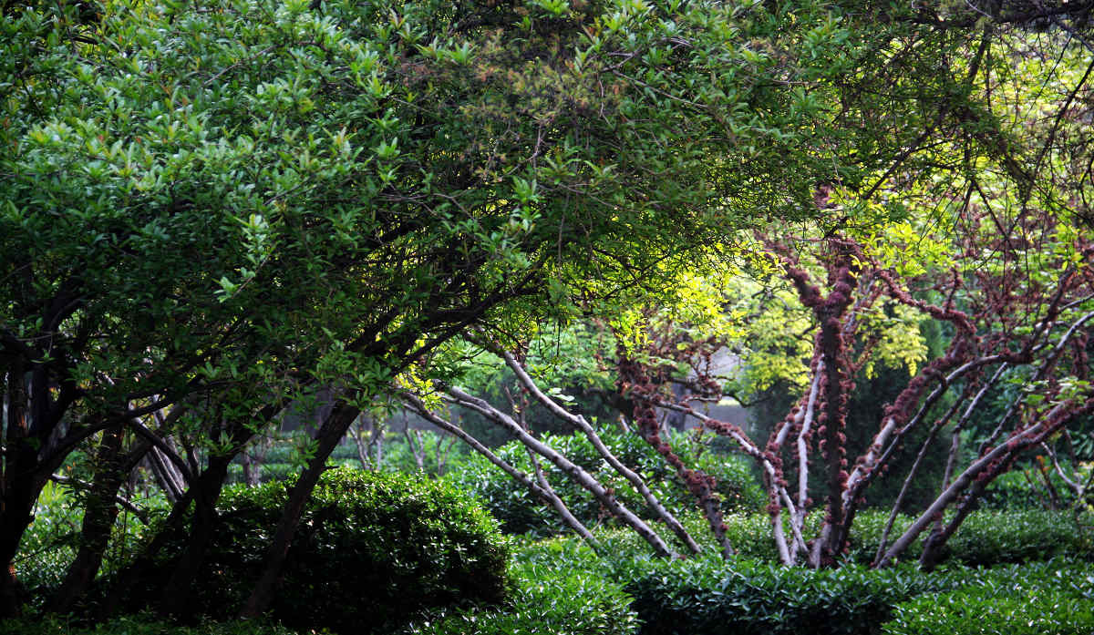 早晨的那点儿绿9