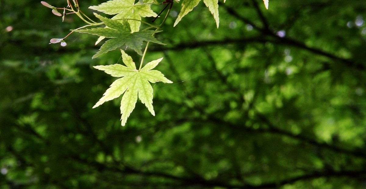 早晨的那点儿绿9