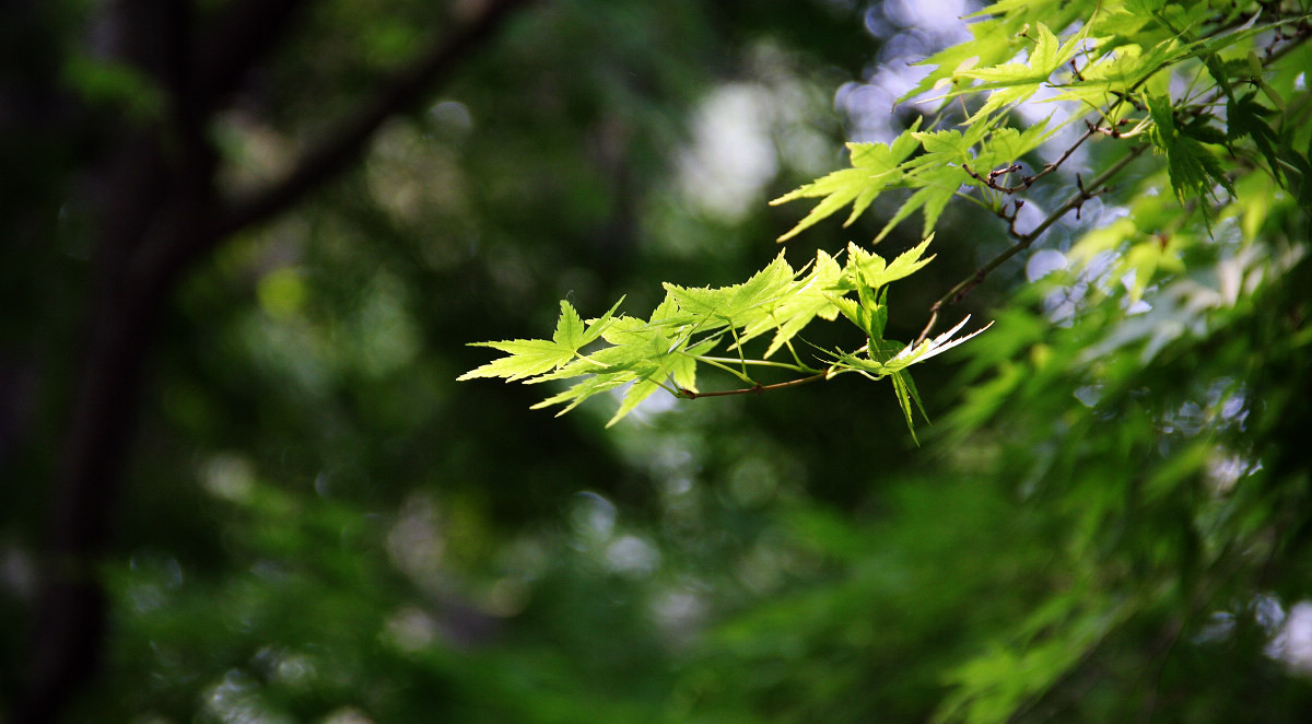 早晨的那点儿绿9