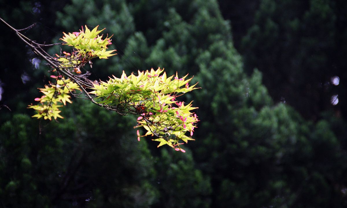 早晨的那点儿绿9