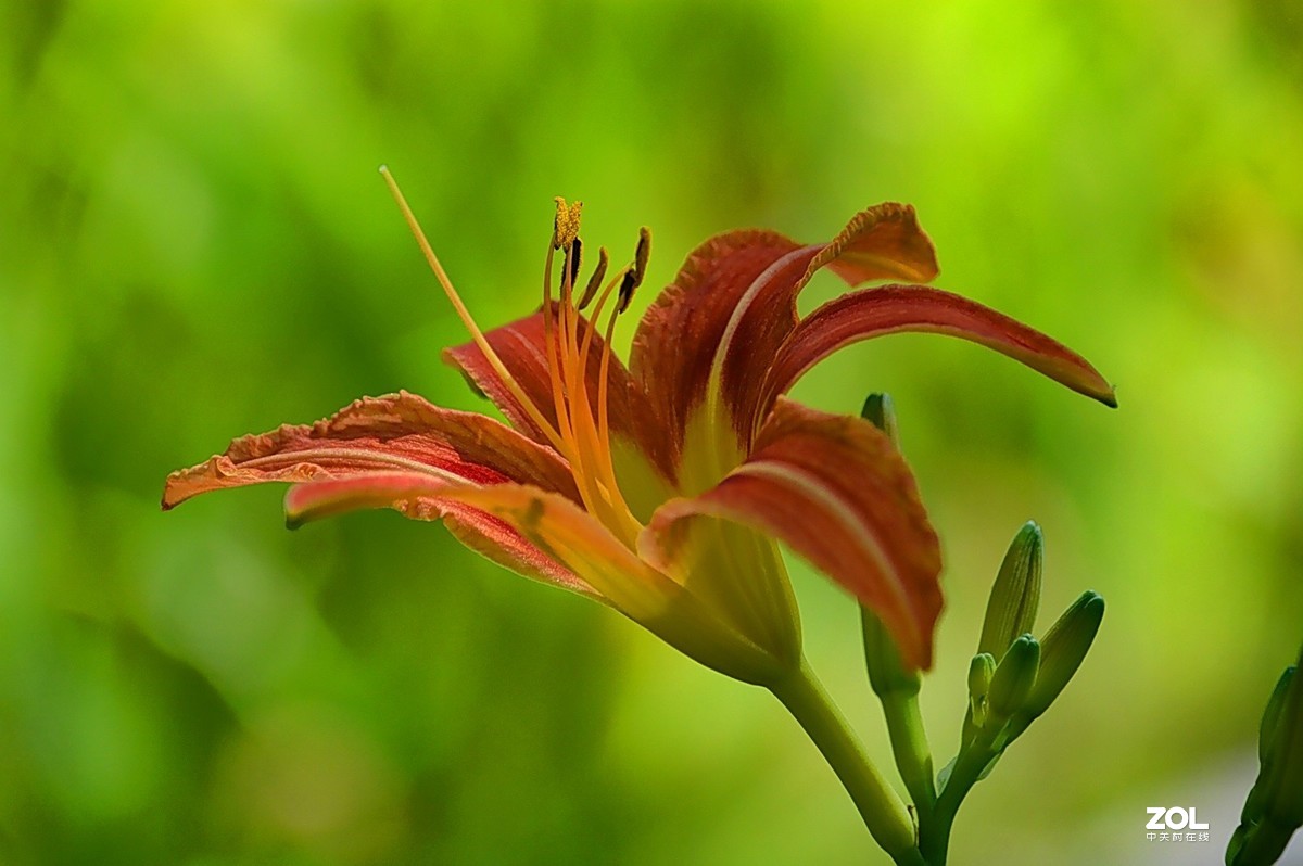 萱草花