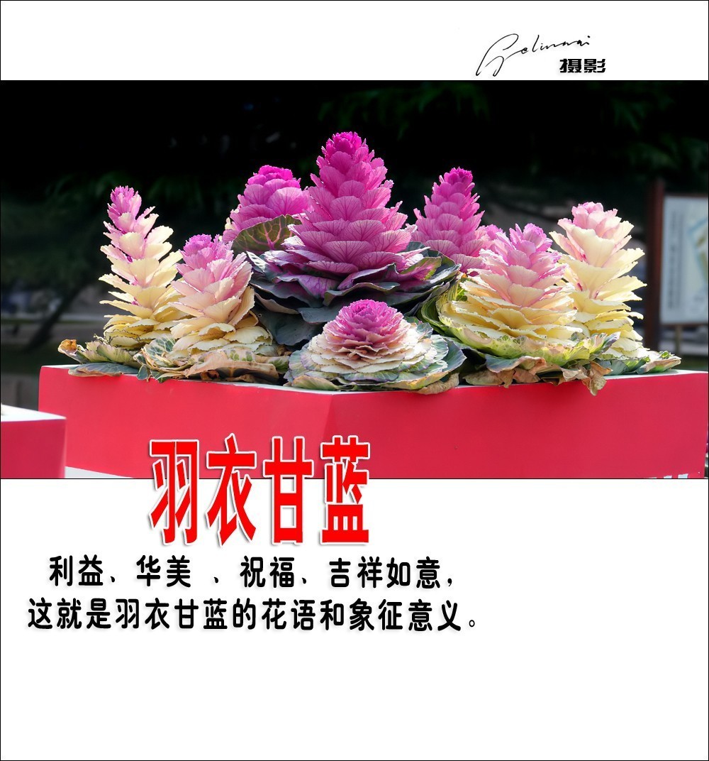 【我的视野】★ 美丽甘蓝 ★  利益、华美 、祝福、吉祥如意，这就是羽衣甘蓝的花语和象征意义。