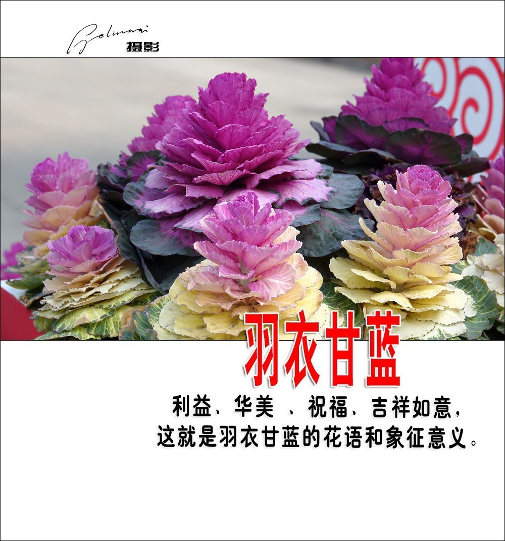 【我的视野】★ 美丽甘蓝 ★  利益、华美 、祝福、吉祥如意，这就是羽衣甘蓝的花语和象征意义。