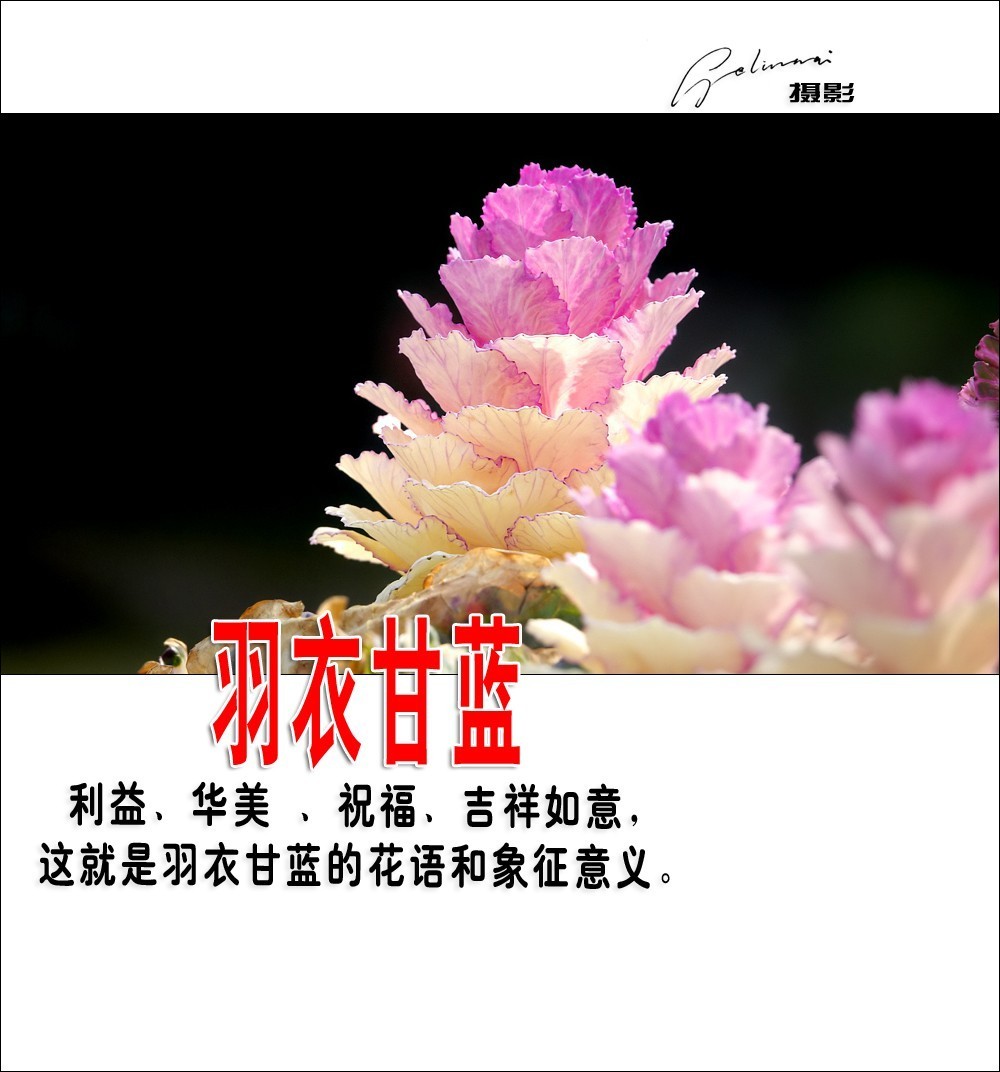 【我的视野】★ 美丽甘蓝 ★  利益、华美 、祝福、吉祥如意，这就是羽衣甘蓝的花语和象征意义。