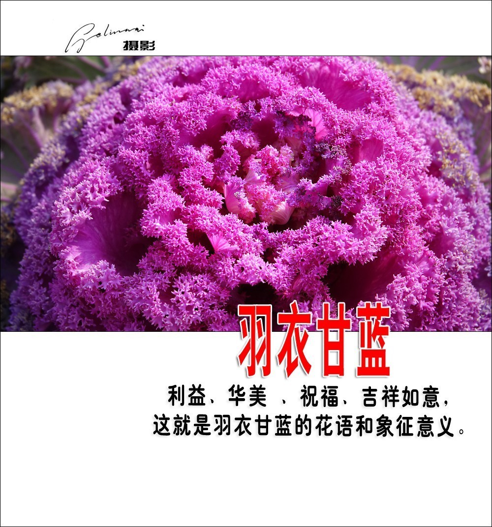 【我的视野】★ 美丽甘蓝 ★  利益、华美 、祝福、吉祥如意，这就是羽衣甘蓝的花语和象征意义。