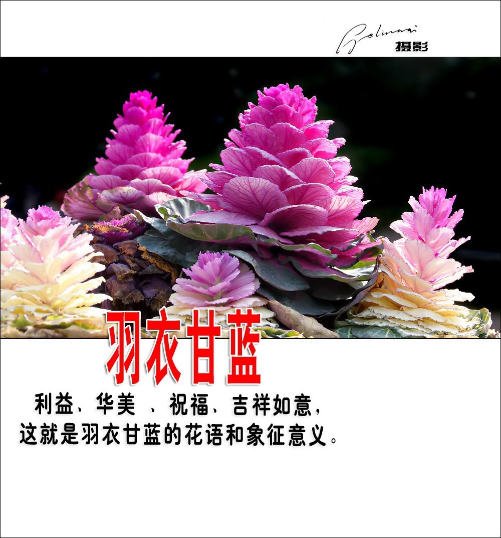 【我的视野】★ 美丽甘蓝 ★