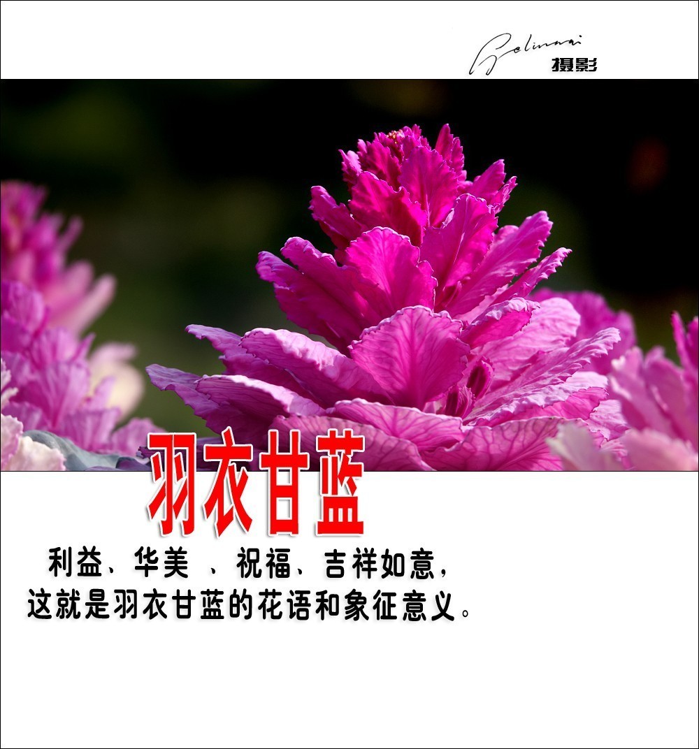 【我的视野】★ 美丽甘蓝 ★