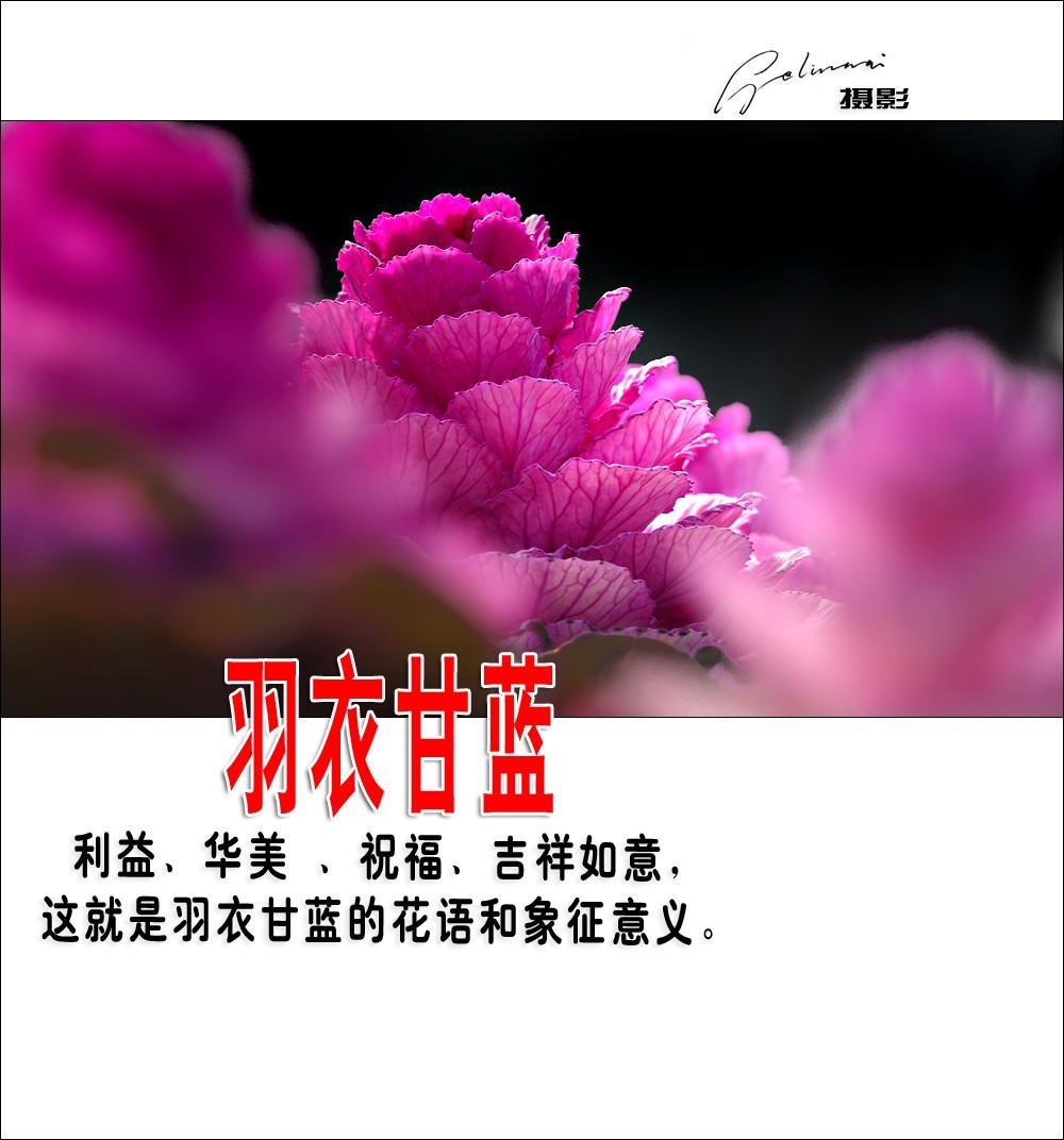 【我的视野】★ 美丽甘蓝 ★