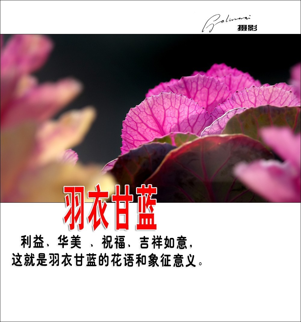 【我的视野】★ 美丽甘蓝 ★