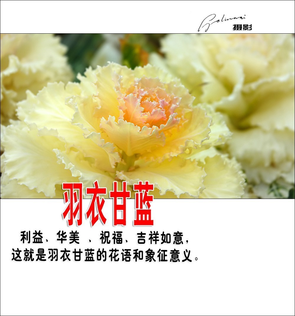 【我的视野】★ 美丽甘蓝 ★