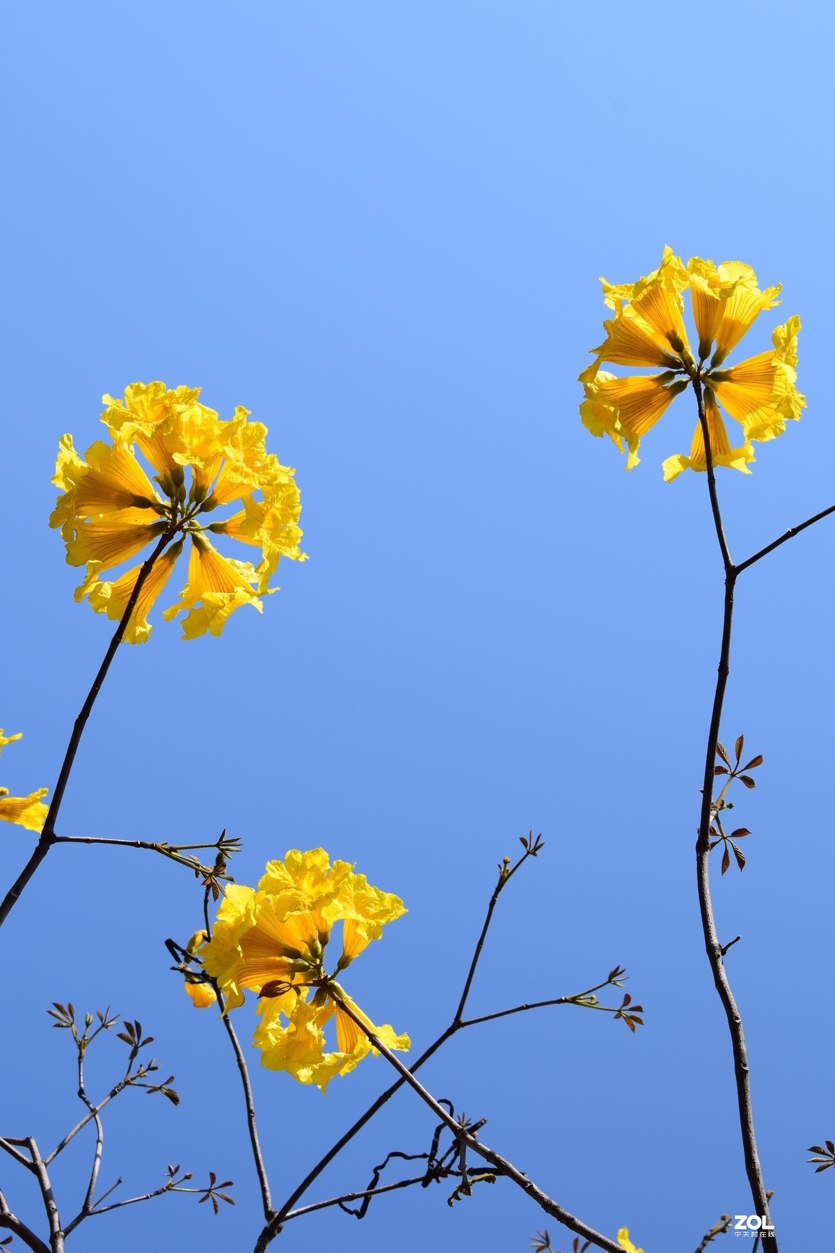 盛开在航天城西昌月海路上浓郁桑巴风情的巴西国花:黄花风铃木,美得无
