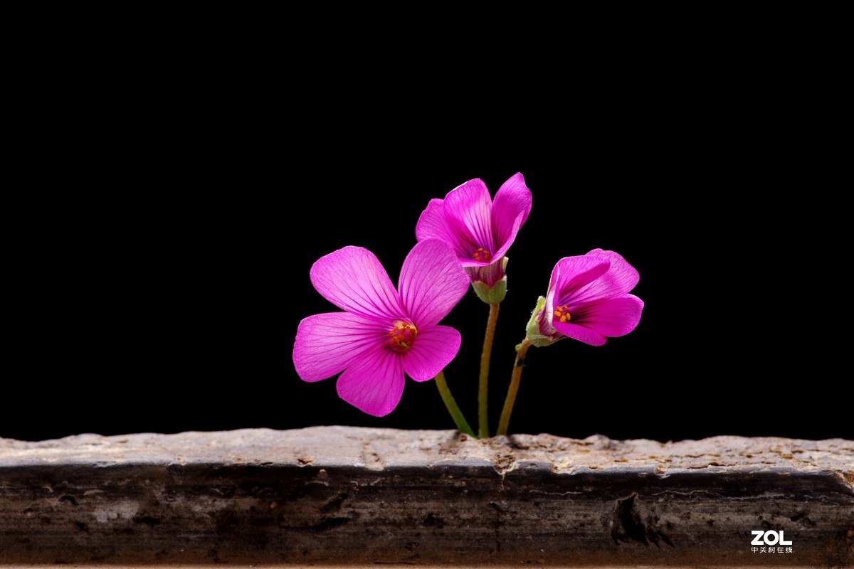 一组小花花