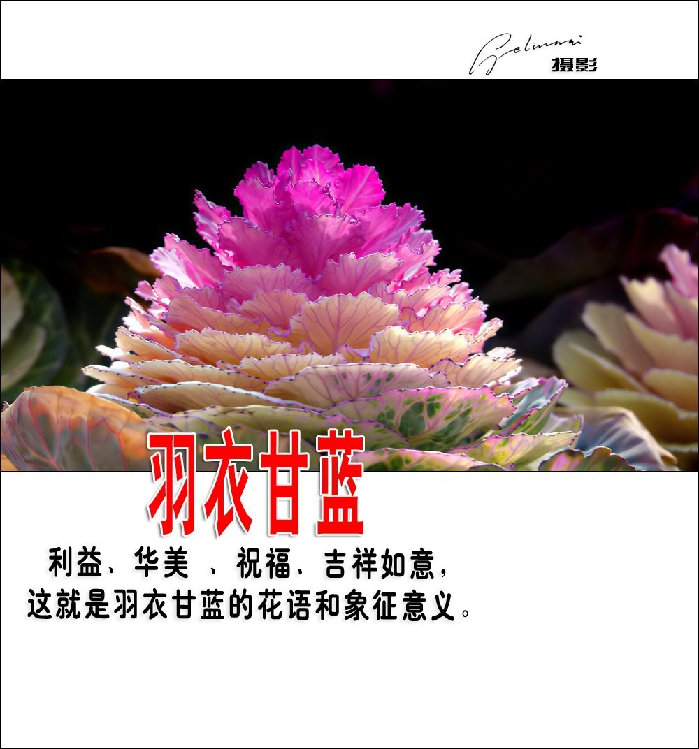 【我的视野】★ 美丽甘蓝 ★  利益、华美 、祝福、吉祥如意，这就是羽衣甘蓝的花语和象征意义。