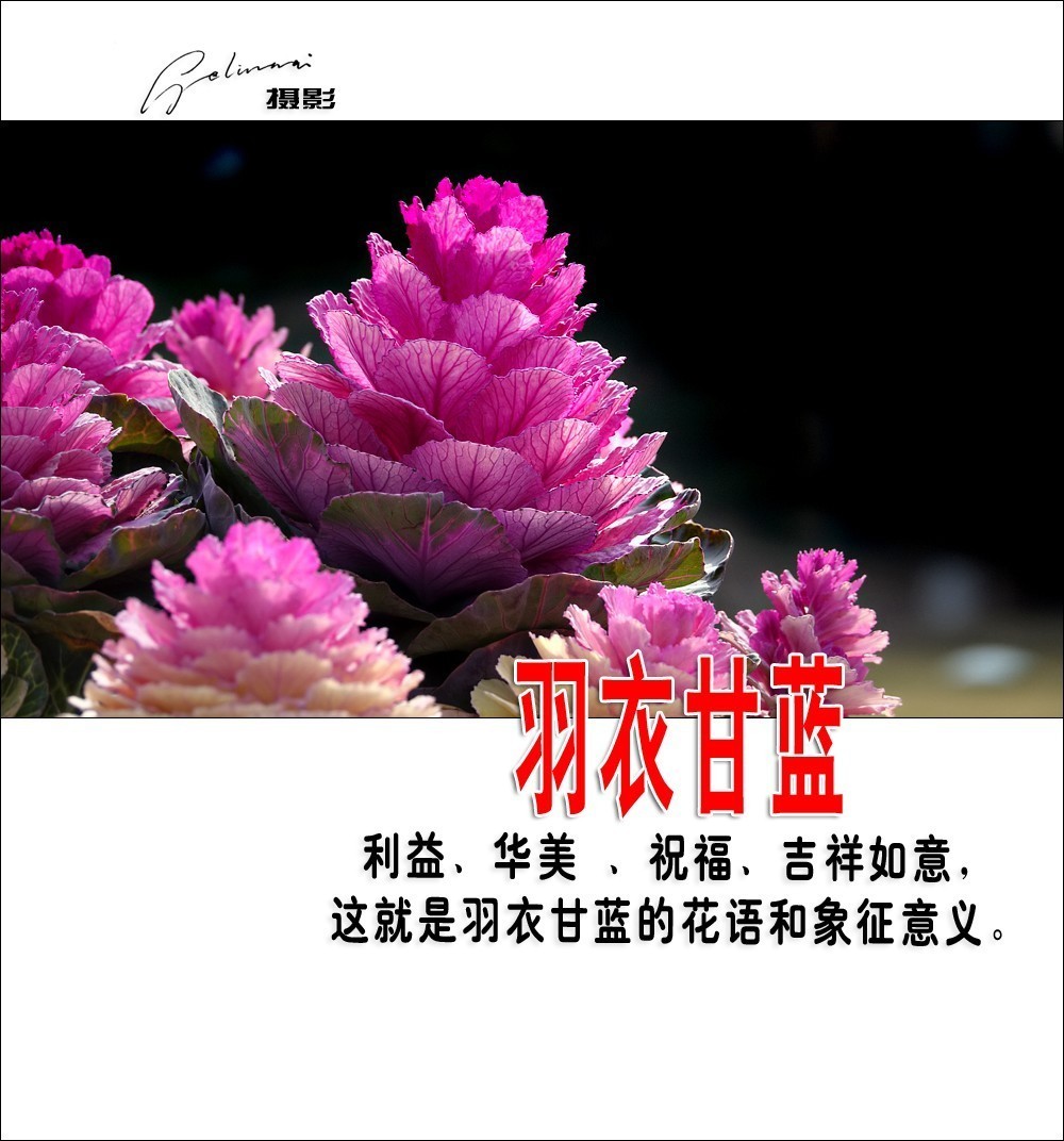 【我的视野】★ 美丽甘蓝 ★  利益、华美 、祝福、吉祥如意，这就是羽衣甘蓝的花语和象征意义。