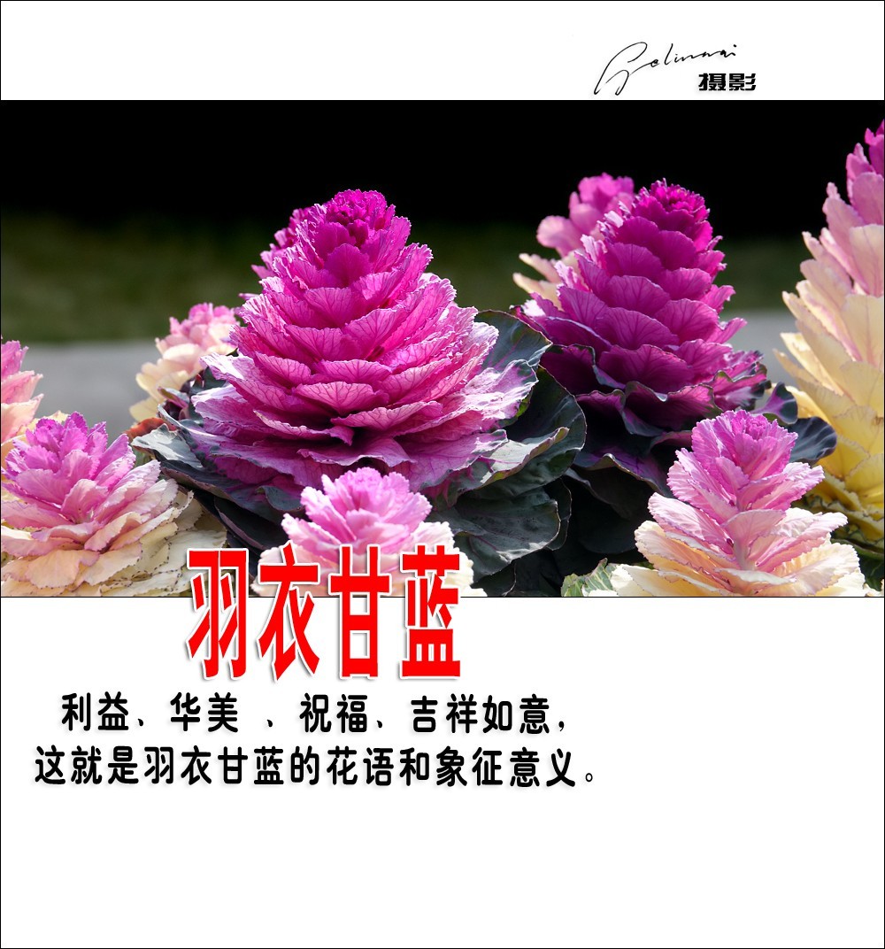 【我的视野】★ 美丽甘蓝 ★  利益、华美 、祝福、吉祥如意，这就是羽衣甘蓝的花语和象征意义。