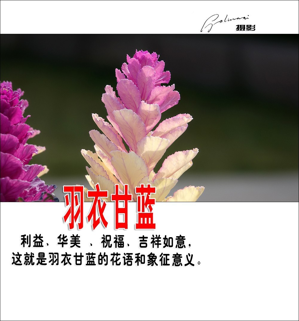 【我的视野】★ 美丽甘蓝 ★  利益、华美 、祝福、吉祥如意，这就是羽衣甘蓝的花语和象征意义。