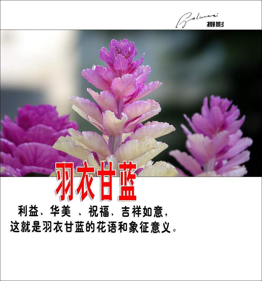 【我的视野】★ 美丽甘蓝 ★  利益、华美 、祝福、吉祥如意，这就是羽衣甘蓝的花语和象征意义。
