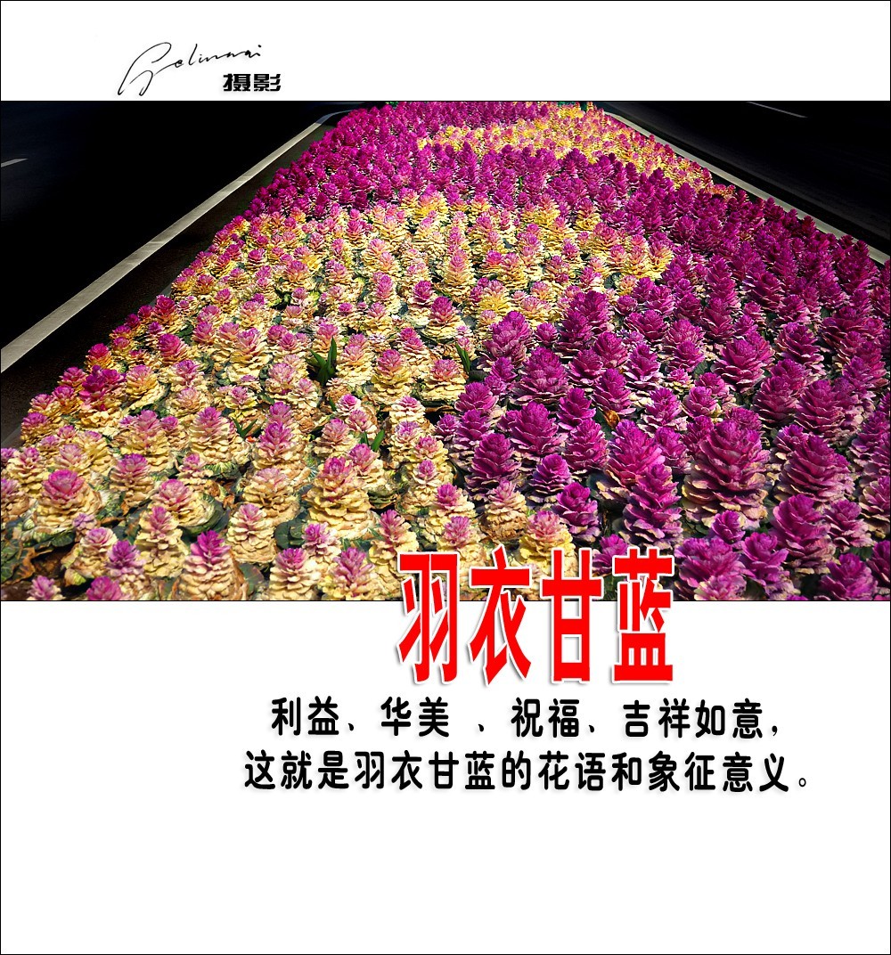 【我的视野】★ 美丽甘蓝 ★  利益、华美 、祝福、吉祥如意，这就是羽衣甘蓝的花语和象征意义。