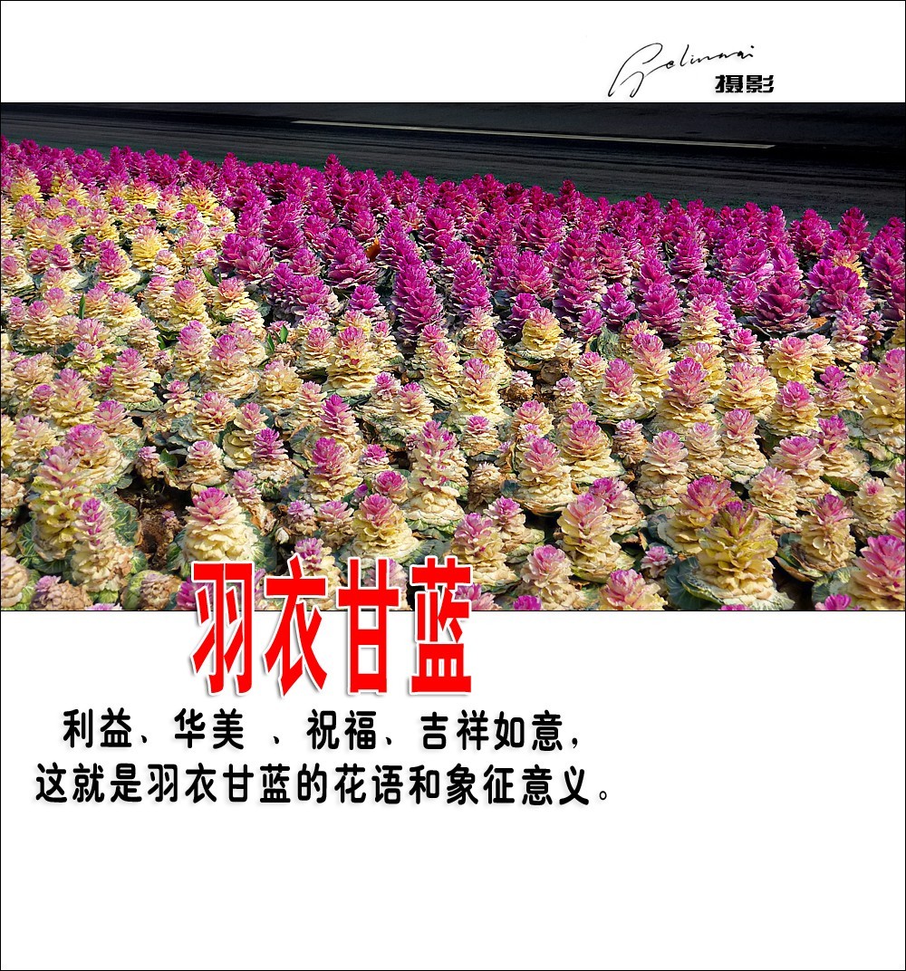 【我的视野】★ 美丽甘蓝 ★  利益、华美 、祝福、吉祥如意，这就是羽衣甘蓝的花语和象征意义。
