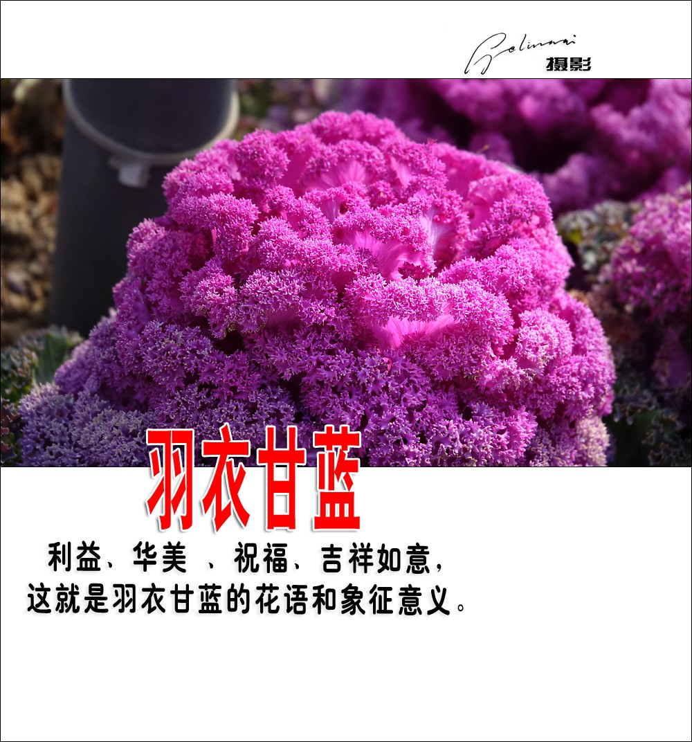 【我的视野】★ 美丽甘蓝 ★  利益、华美 、祝福、吉祥如意，这就是羽衣甘蓝的花语和象征意义。
