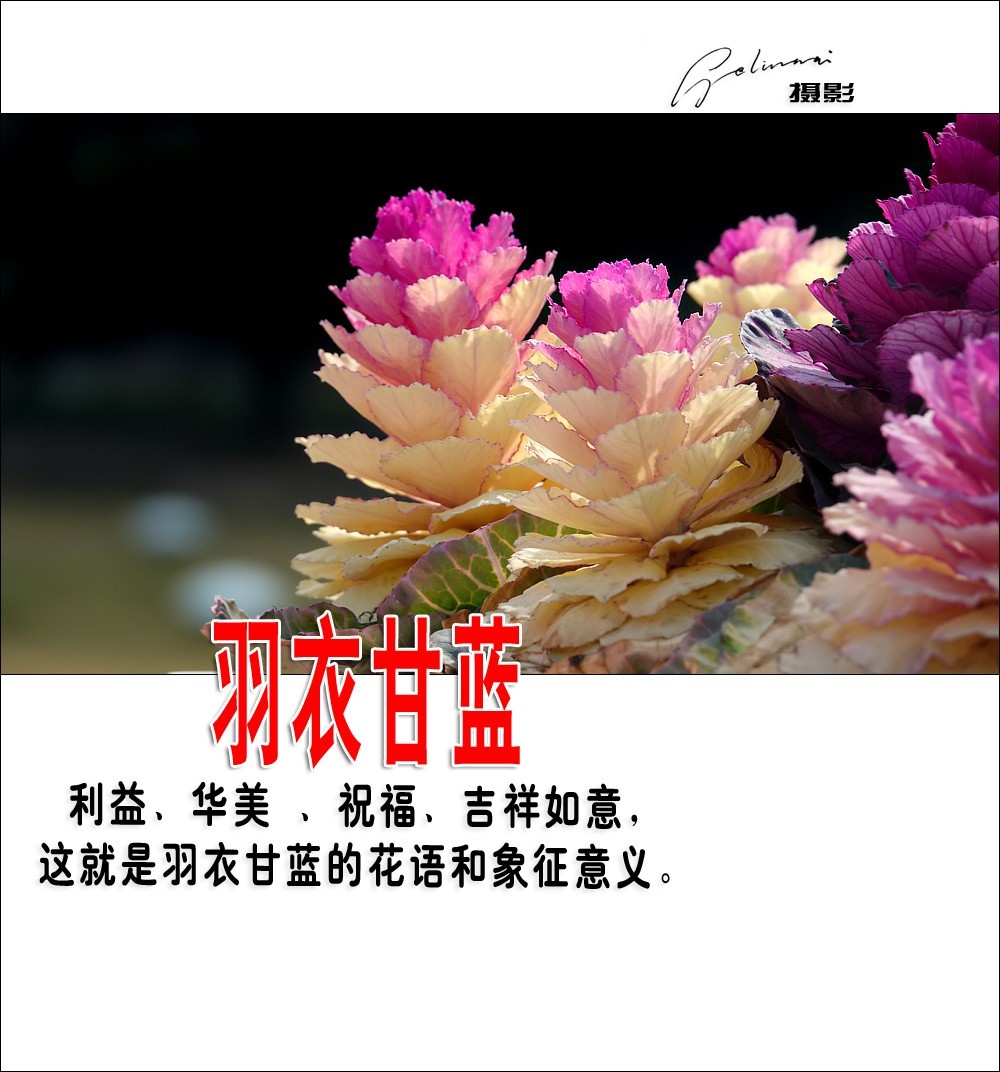 【我的视野】★ 美丽甘蓝 ★