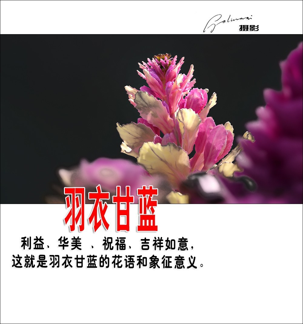 【我的视野】★ 美丽甘蓝 ★