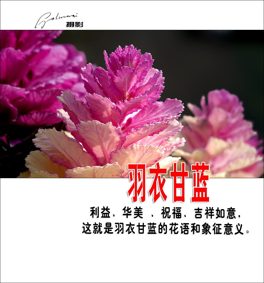 【我的视野】★ 美丽甘蓝 ★