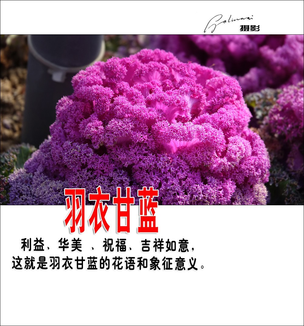 【我的视野】★ 美丽甘蓝 ★